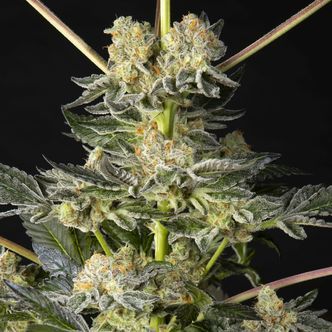 Key Lime Pie x Do-Si-Dos (Philosopher Seeds) feminizada