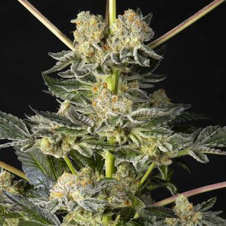 Key Lime Pie x Do-Si-Dos (Philosopher Seeds) feminizada