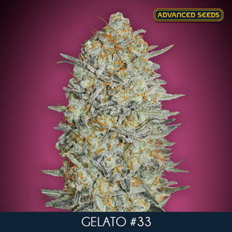 Gelato 33 (Advanced Seeds) feminizada