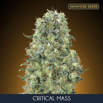 Critical Mass (Advanced Seeds) feminizada