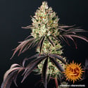 Glookies (Barney's Farm) feminizada