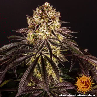 Purple Punch (Barney's Farm) feminizada