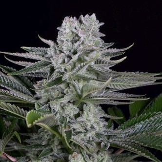 Gorilla CBD (Dinafem) Feminizada