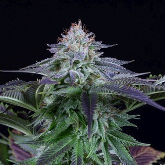 Dinamed Kush CBD Autoflowering (Dinafem) feminizada