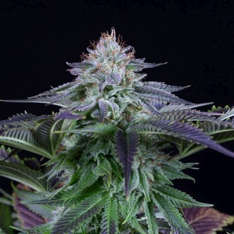 Dinamed Kush CBD Auto (Dinafem) Feminizada