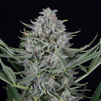 Cookies Auto (Dinafem) Feminizada