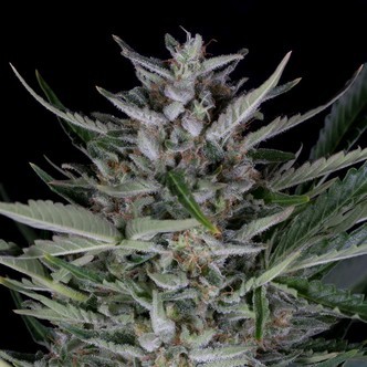 Gorilla Auto (Dinafem) Feminizada