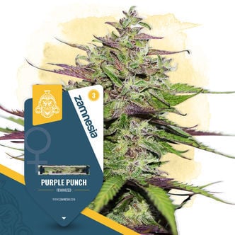 Purple Punch (Zamnesia Seeds) feminizada