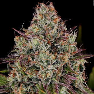 Purple Punch (Zamnesia Seeds) feminizada