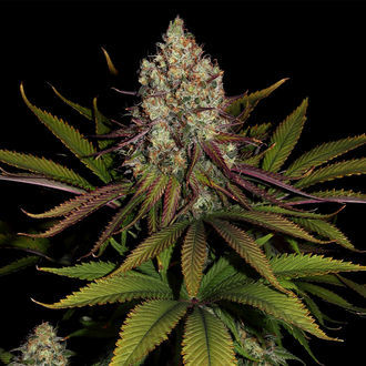 Purple Punch (Zamnesia Seeds) feminizada