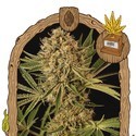 Herz OG (Exotic Seed) feminizada