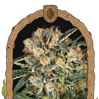 Hippie Therapy CBD (Exotic Seed) Feminized