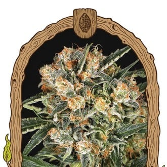 Hippie Therapy CBD (Exotic Seed) feminizada