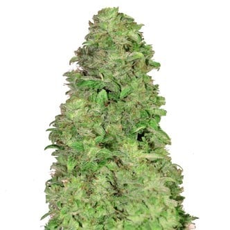 CBD Auto 20:1 (FastBuds) feminizada