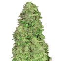 CBD Auto 20:1 (FastBuds) feminizada