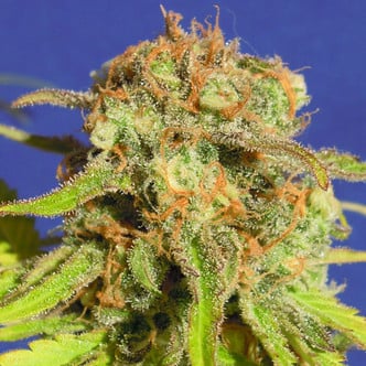 Bruce Banner 3 Auto (Original Sensible Seeds) feminized