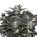 Lava Freeze (Super Sativa Seed Club) feminizada