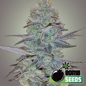 Cosmic Bomb Auto (Bomb Seeds) feminizada