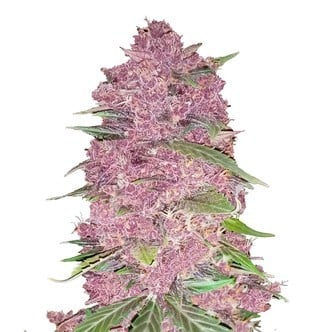 Purple Lemonade (FastBuds) feminizada