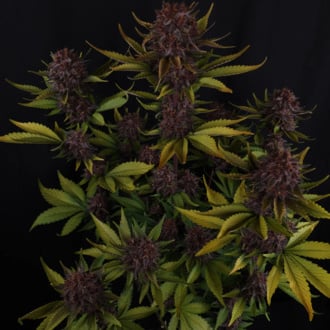Purple Lemonade Auto (FastBuds) Feminizada