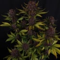 Purple Lemonade Auto (FastBuds) Feminizada