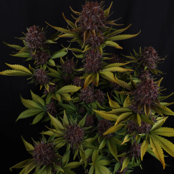 Purple Lemonade Auto (FastBuds) Feminizada