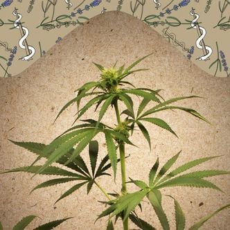 CBD Terra Italia (Female Seeds) feminizada