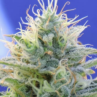 Auto Ghost OG (Original Sensible Seeds) feminized