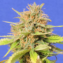 Girl Scout Cookies Auto (Original Sensible) feminizada