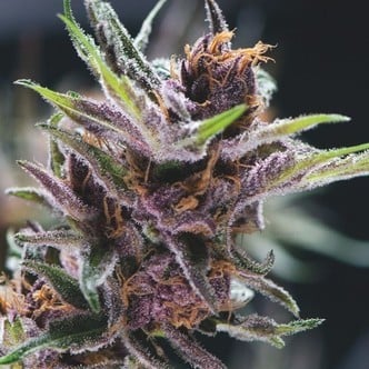 Black Cherry Punch (Pyramid Seeds) feminized