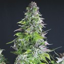 Romulan (Pyramid Seeds) feminizada