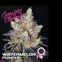 Watermelon Punch (Growers Choice) feminizada