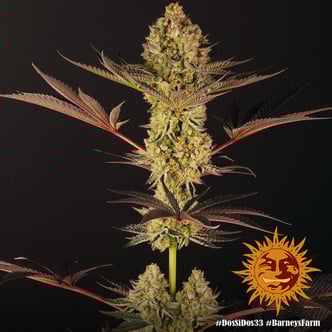 Dos Si Dos 33 (Barney's Farm) feminizada