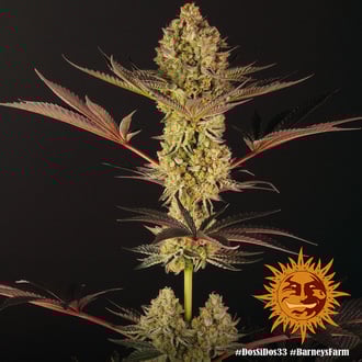 Dos Si Dos 33 (Barney's Farm) feminizada