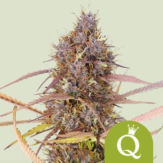 Purple Queen Automatic (Royal Queen Seeds) feminizada