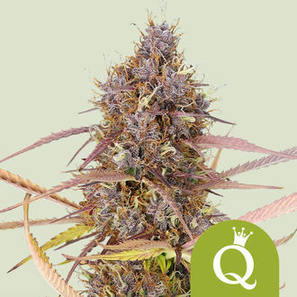 Purple Queen Automatic (Royal Queen Seeds) feminizada