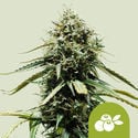 Haze Berry Automatic (Royal Queen Seeds) feminizada