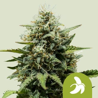 Fat Banana Auto (Royal Queen Seeds) feminizada