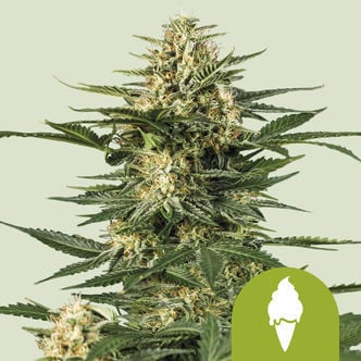 Green Gelato Automatic (Royal Queen Seeds) feminizada