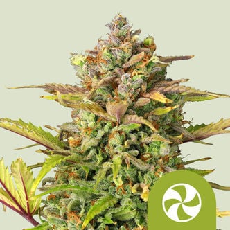 Sweet ZZ Automatic (Royal Queen Seeds) feminizada