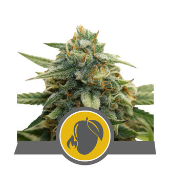 Mango Crunch (Royal Queen Seeds) regular