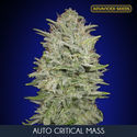 Auto Critical Mass (Advanced Seeds) feminizada