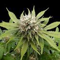 Silver Widow (Kannabia) feminizada