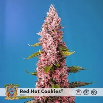 Red Hot Cookies (Sweet Seeds) feminizada