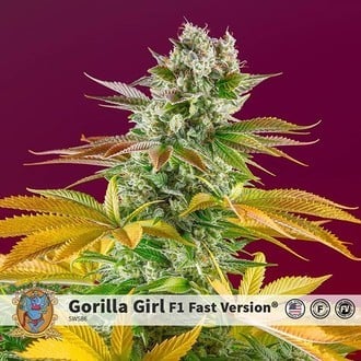Gorilla Girl - F1 Fast Version (Sweet Seeds) feminizada