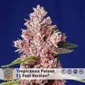 Tropicanna Poison - F1 Fast Version (Sweet Seeds) feminizada