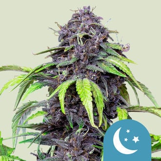 Purplematic CBD Automatic (Royal Queen Seeds) feminizada