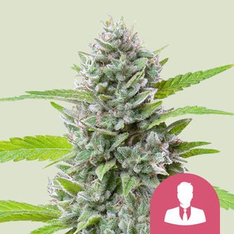 El Patron (Royal Queen Seeds) feminizada