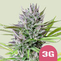 Triple G (Royal Queen Seeds) feminizada