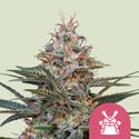 Shogun (Royal Queen Seeds) feminizada